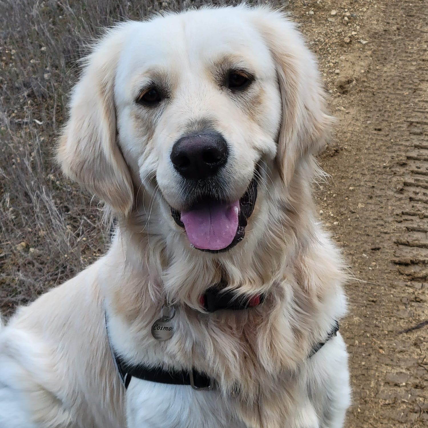 Golden retriever Cosmos