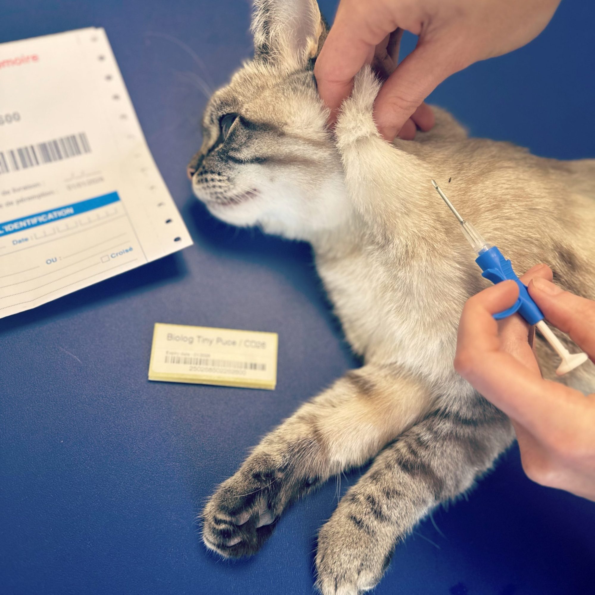 Identification carnivores domestiques