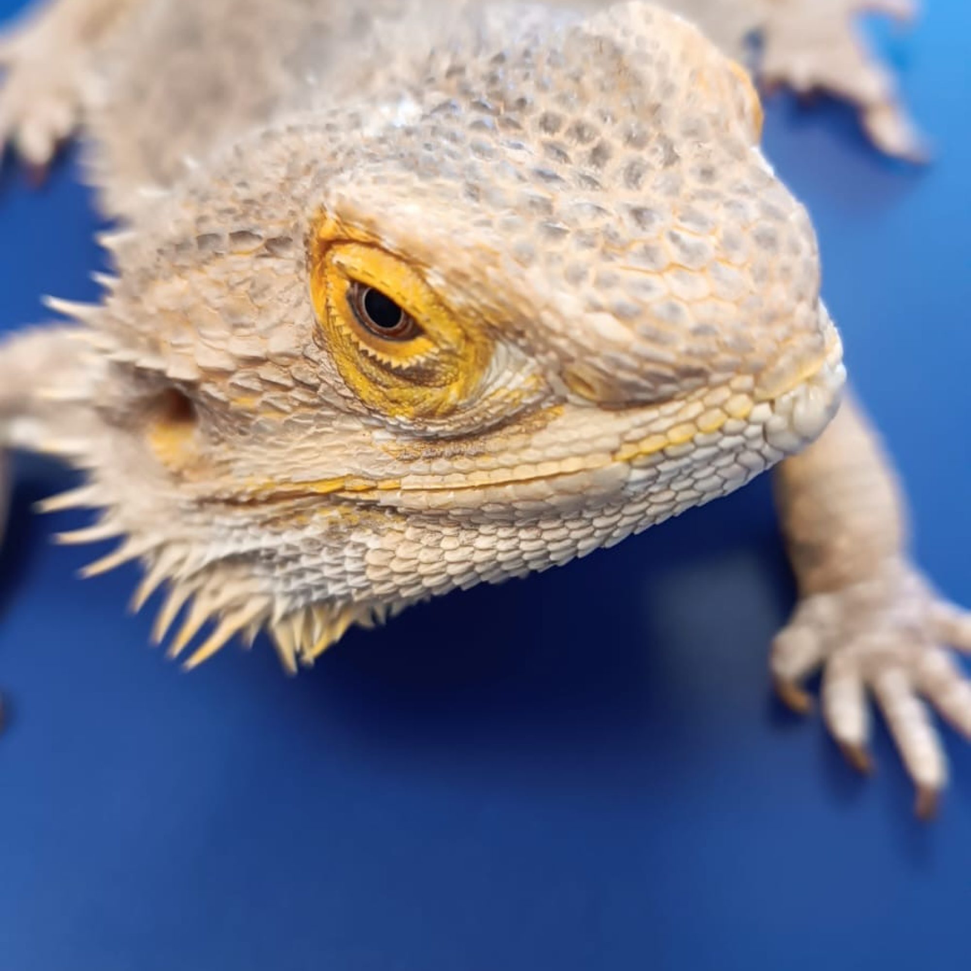 Pogona 1