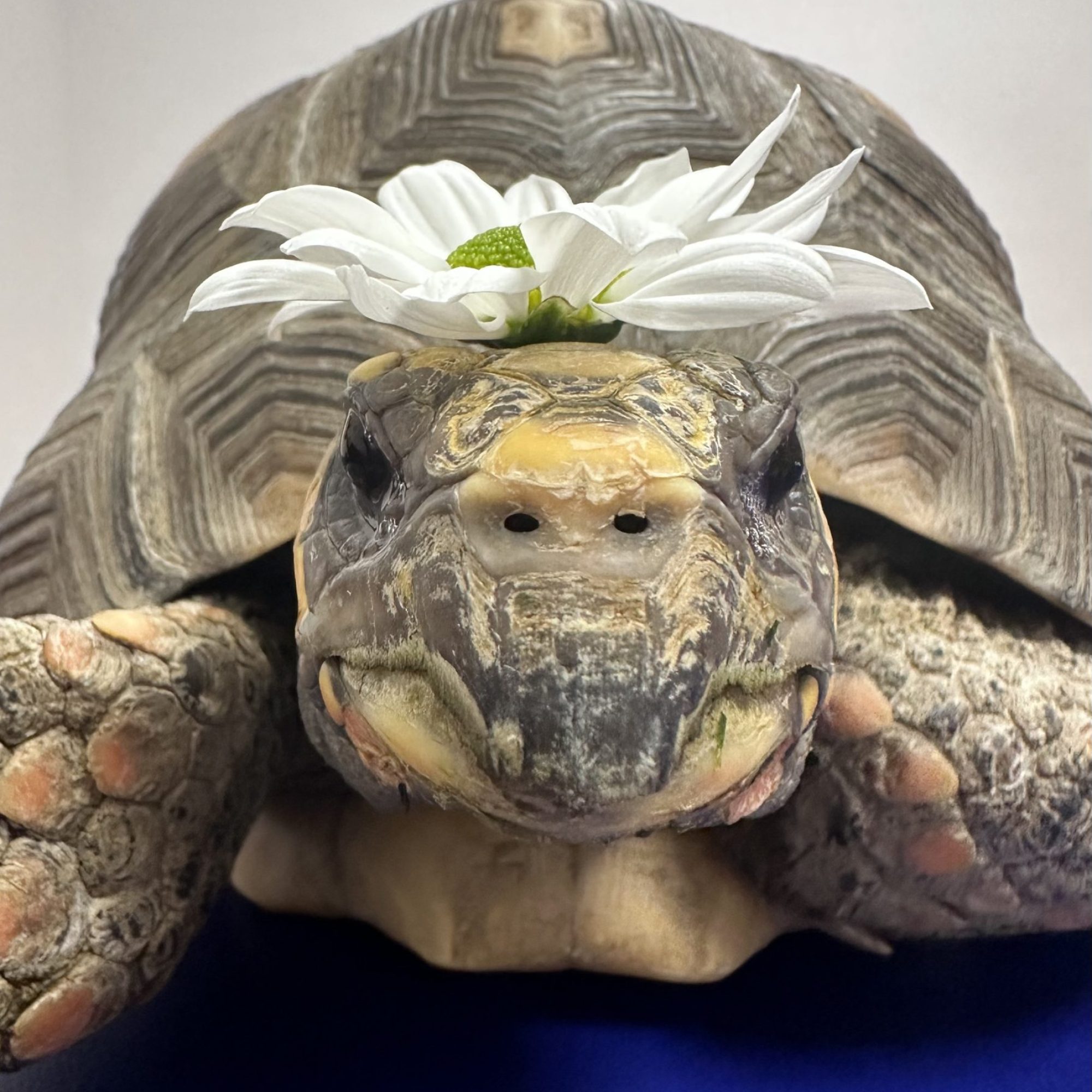 Tortue charbonnière 2